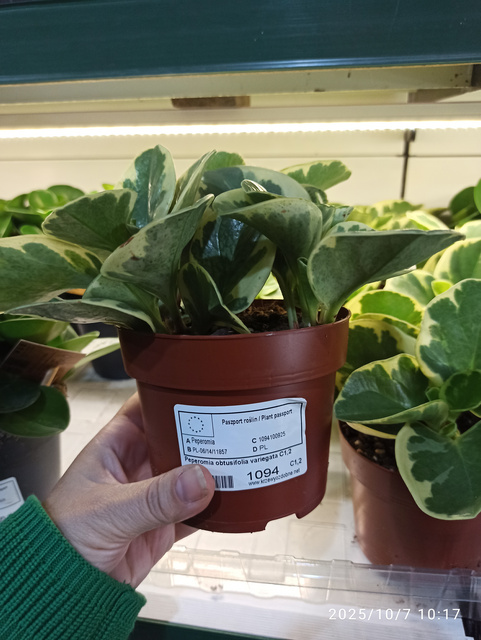 Peperomia obtusifolia variegata C1,2