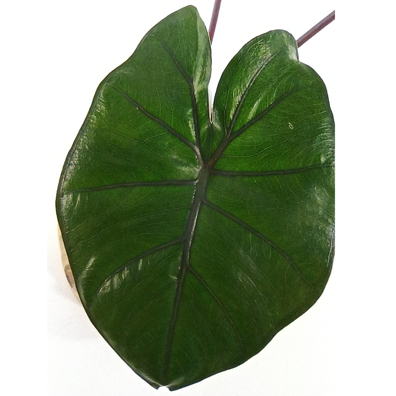 Alocasia Elephant Ear (Alocasia Wentii) C1,2