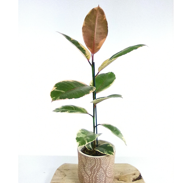 Figowiec sprężysty Belize Ficus Elastica C1,2