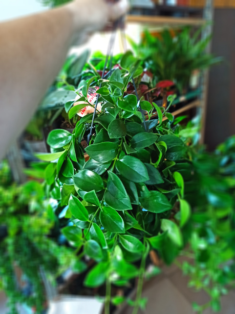 Aeschynanthus Mona Lisa C1,2