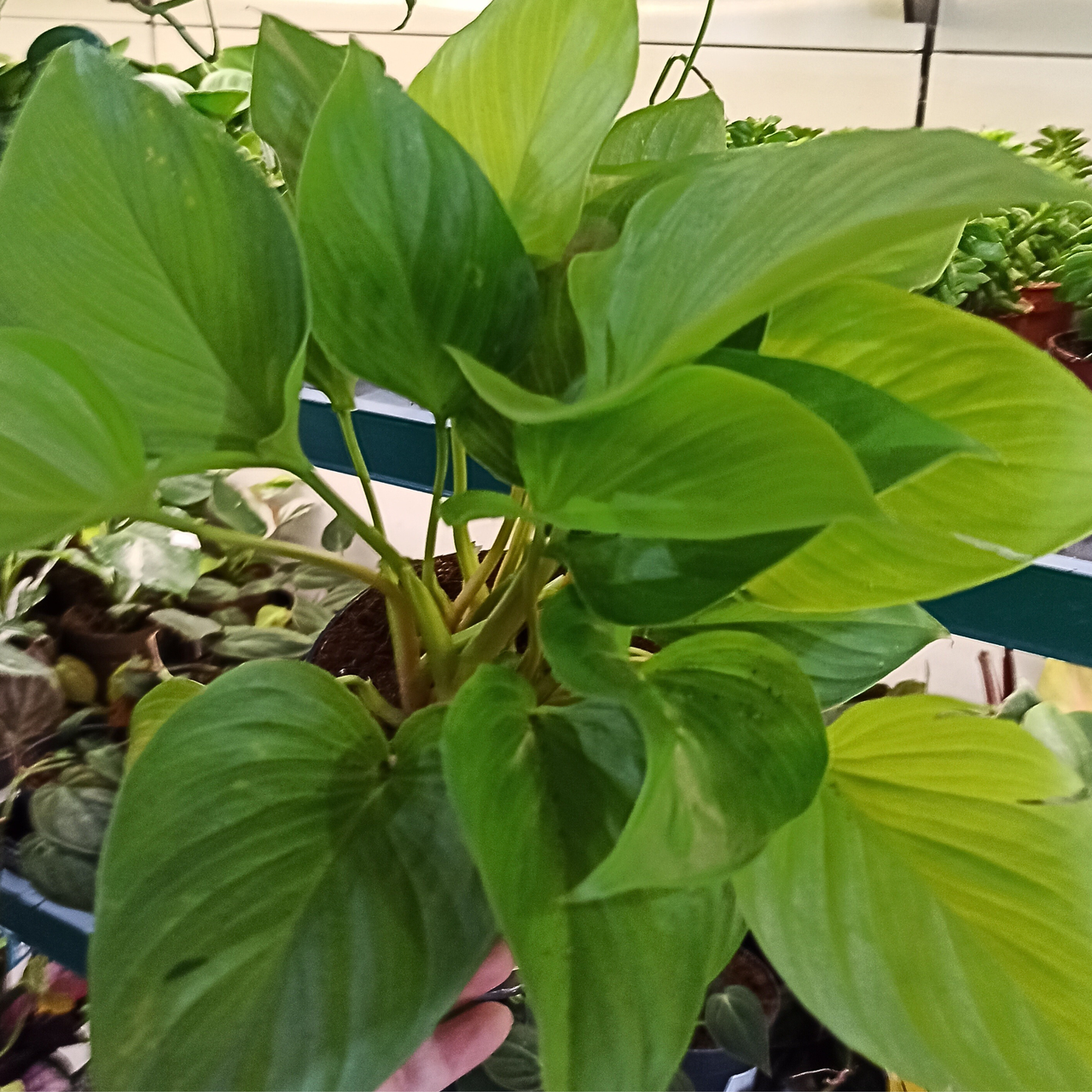 Homalomena Lemon Lime C1,4