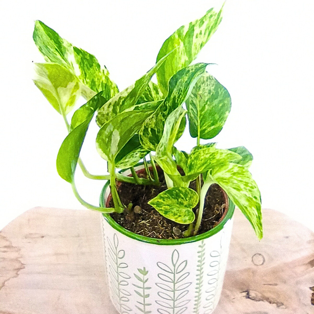 Epipremnum Marble Queen C0,9