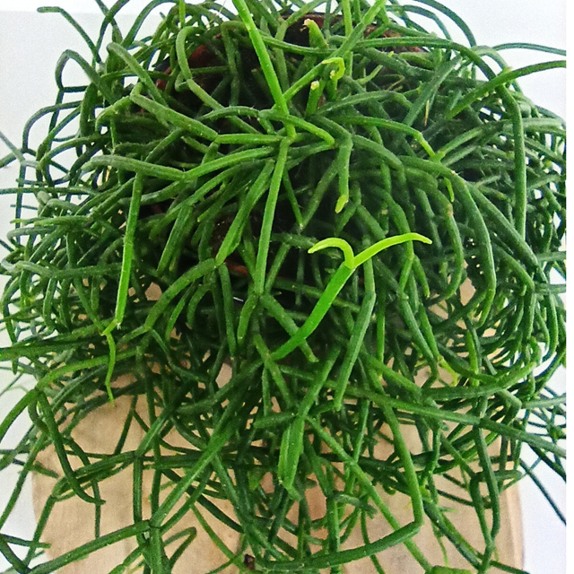 Patyczak Rhipsalis cereuscula C1,2