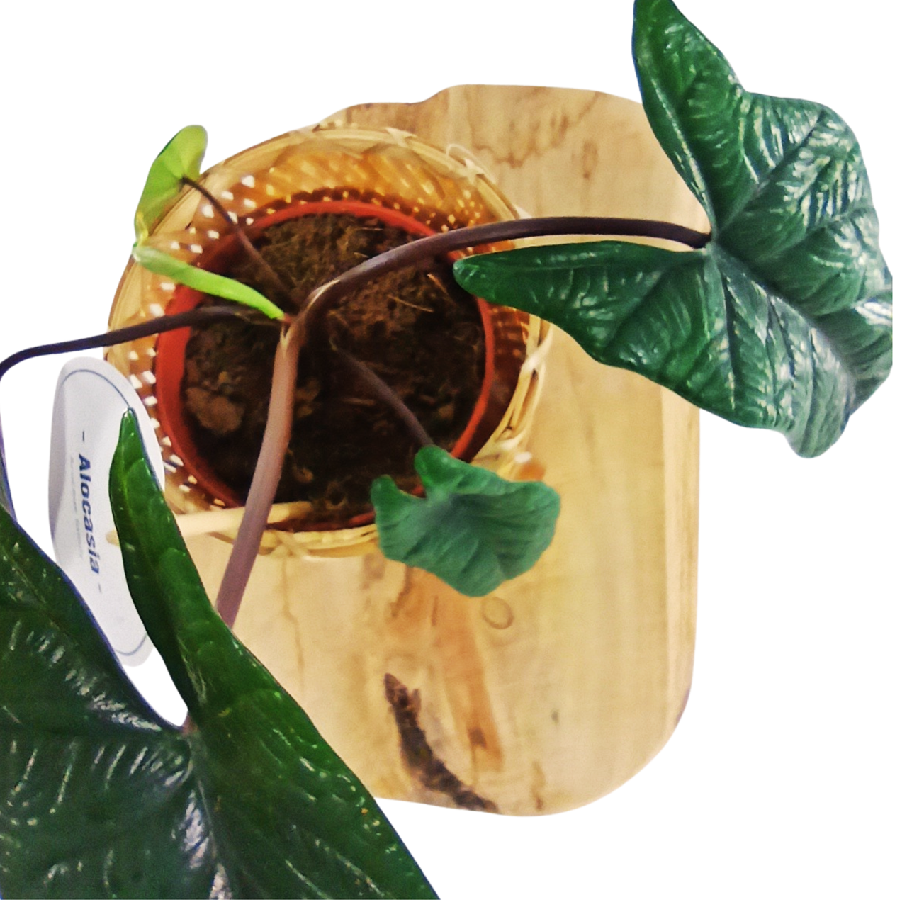 Alokazja Scalprum Alocasia C1,2