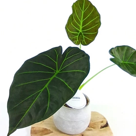 Alokazja Regal Shields Alocasia C1,2