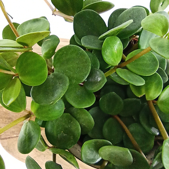 Peperomia tetraphylla Hope C1,2