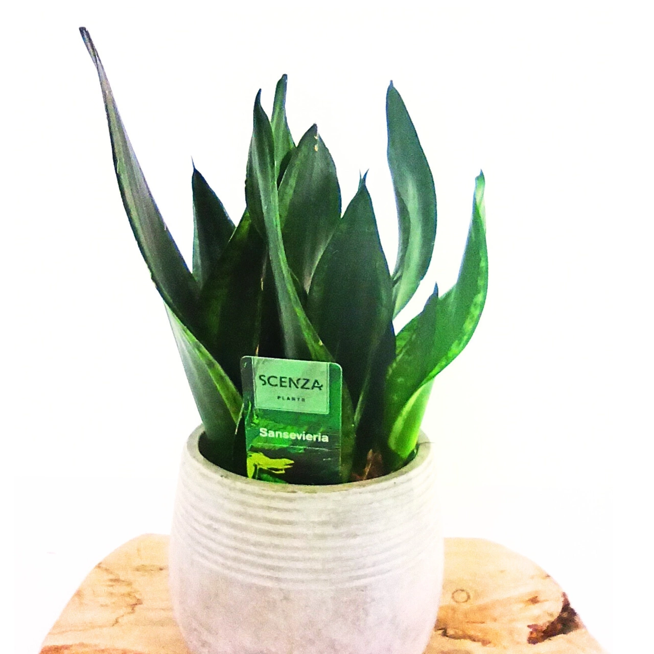 Sansevieria Silver Flame C1,2