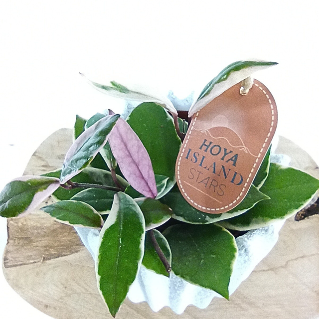 Aglaonema Peach Pearl C1,2