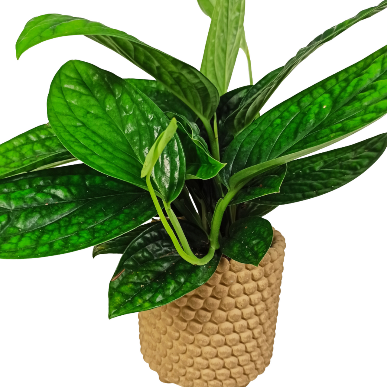 Epipremnum Marble Planet C1,2