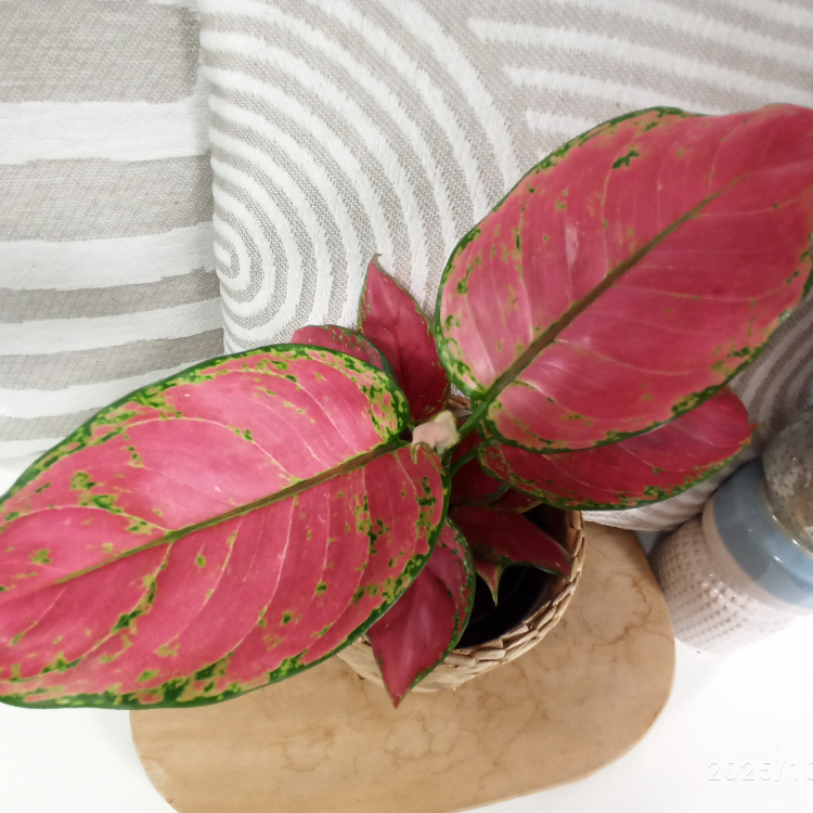 Aglaonema Peach Pearl C1,2
