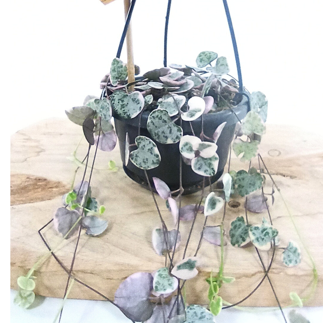 Ceropegia woodii variegata C1,0