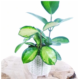 Hoya carnosa tricolor różowa C0,9