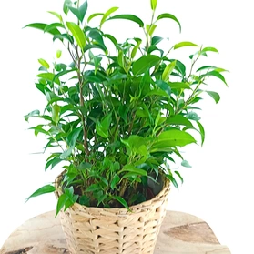 Fikus Nastasja Ficus Benjamin C1,2