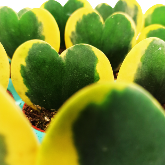 Aglaonema Peach Pearl C1,2