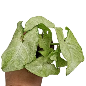 Aglaonema Peach Pearl C1,2