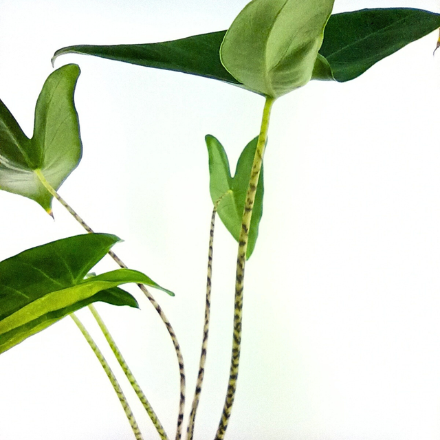 Alokazja pasiasta Alocasia Zebrina C1,4