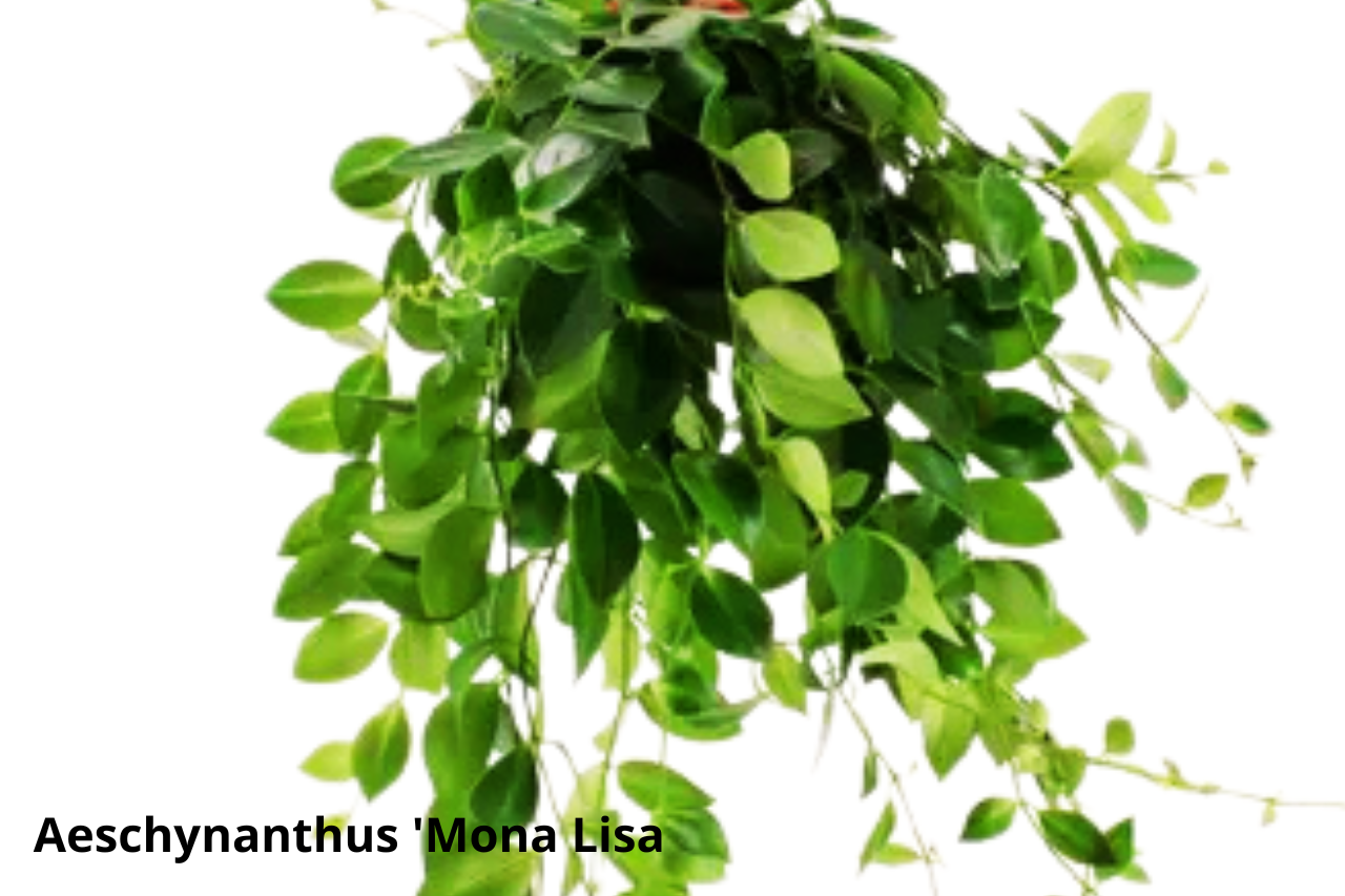 Eszynantus Mona Lisa Aeschynanthus C1,5