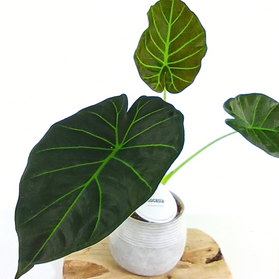 Alokazja Regal Shields Alocasia C1,2