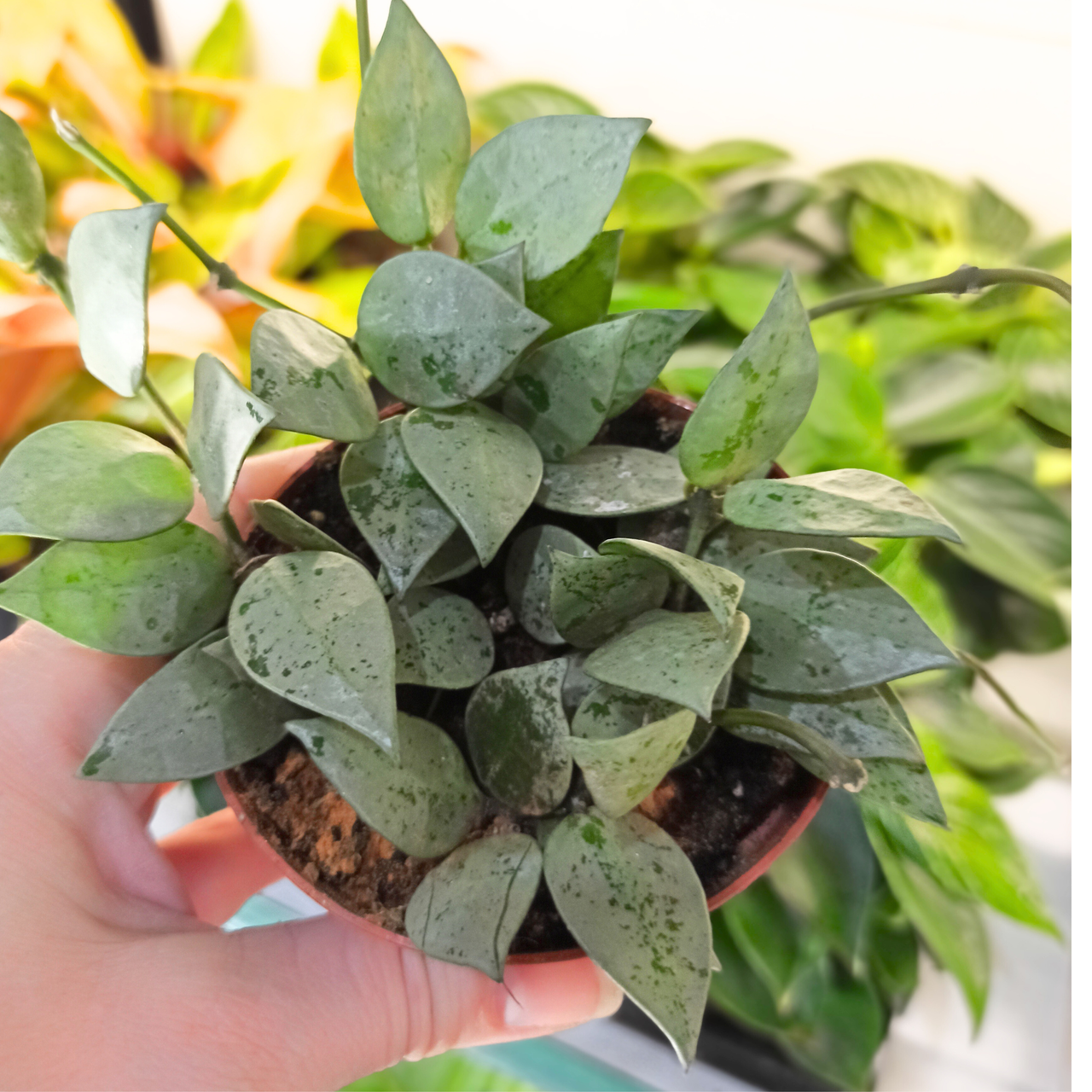 Hoya krohniana Eskimo C0,9