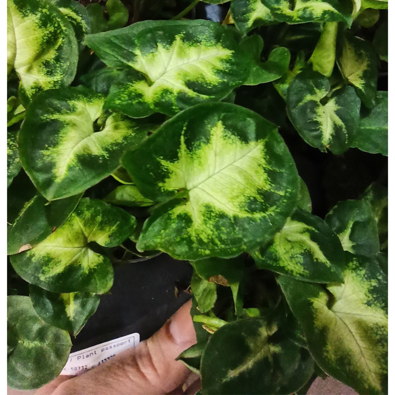 Syngonium Pixie C1,2