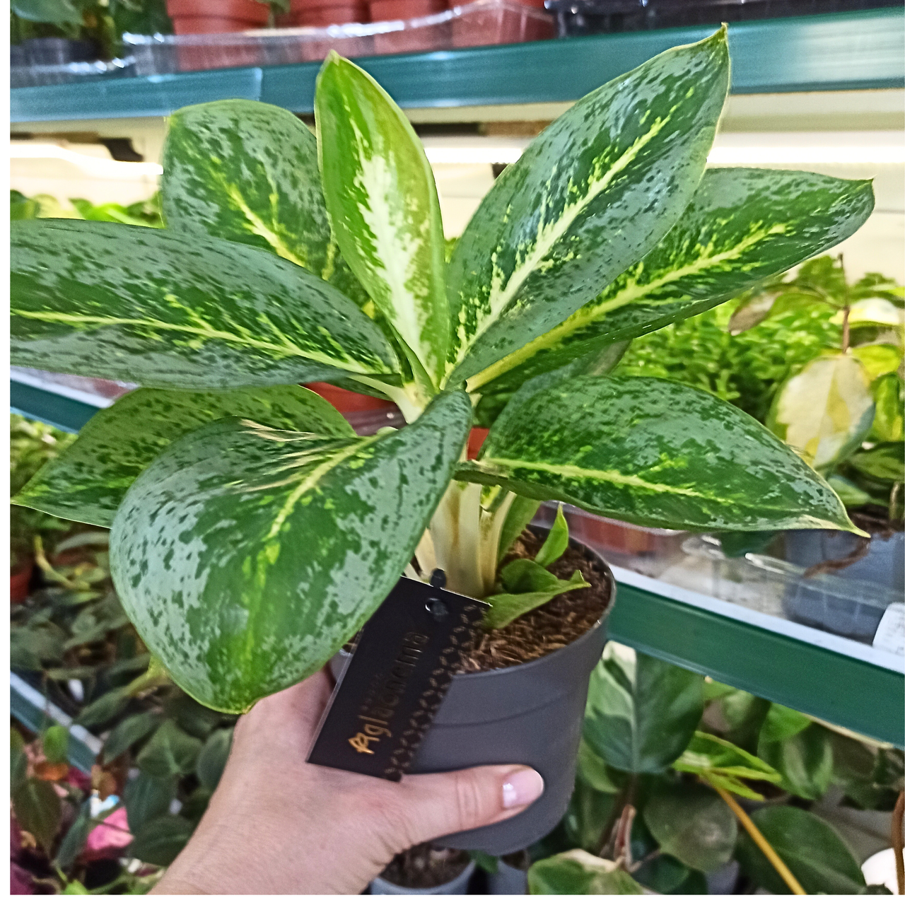 Aglaonema Lemon Mint C1,2