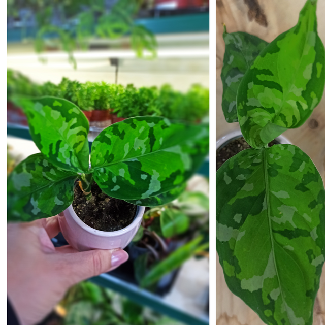 Aglaonema Pictum Tricolor C0,6