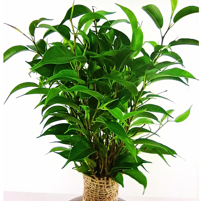 Ficus benjamina C1,2