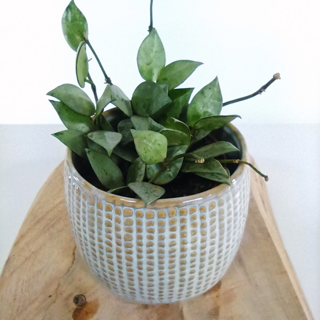 Hoya krohniana Eskimo C0,9