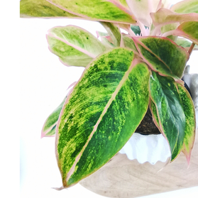 Aglaonema Salomon Fantasy C1,2