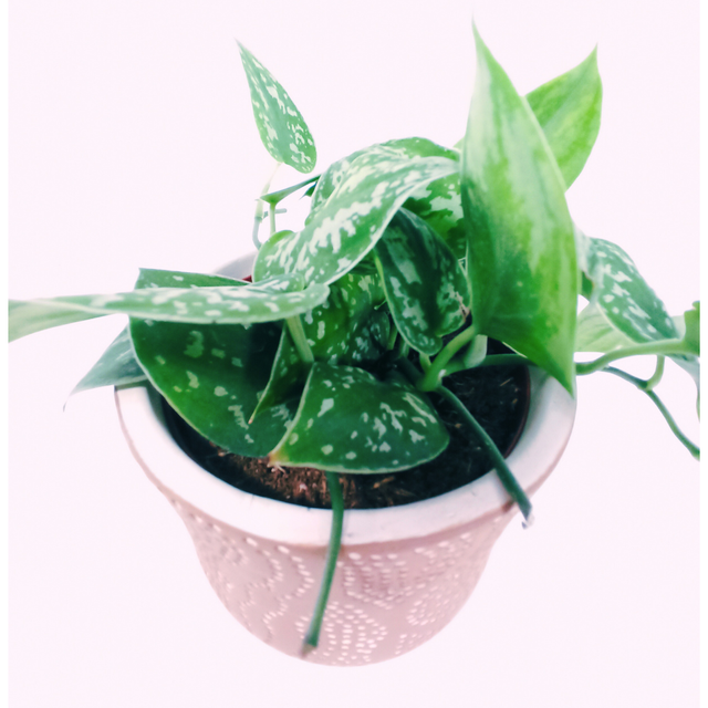 Scindapsus pictus Argyraeus C1,2