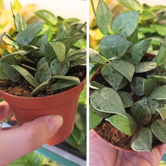 Hoya krohniana Eskimo C0,9