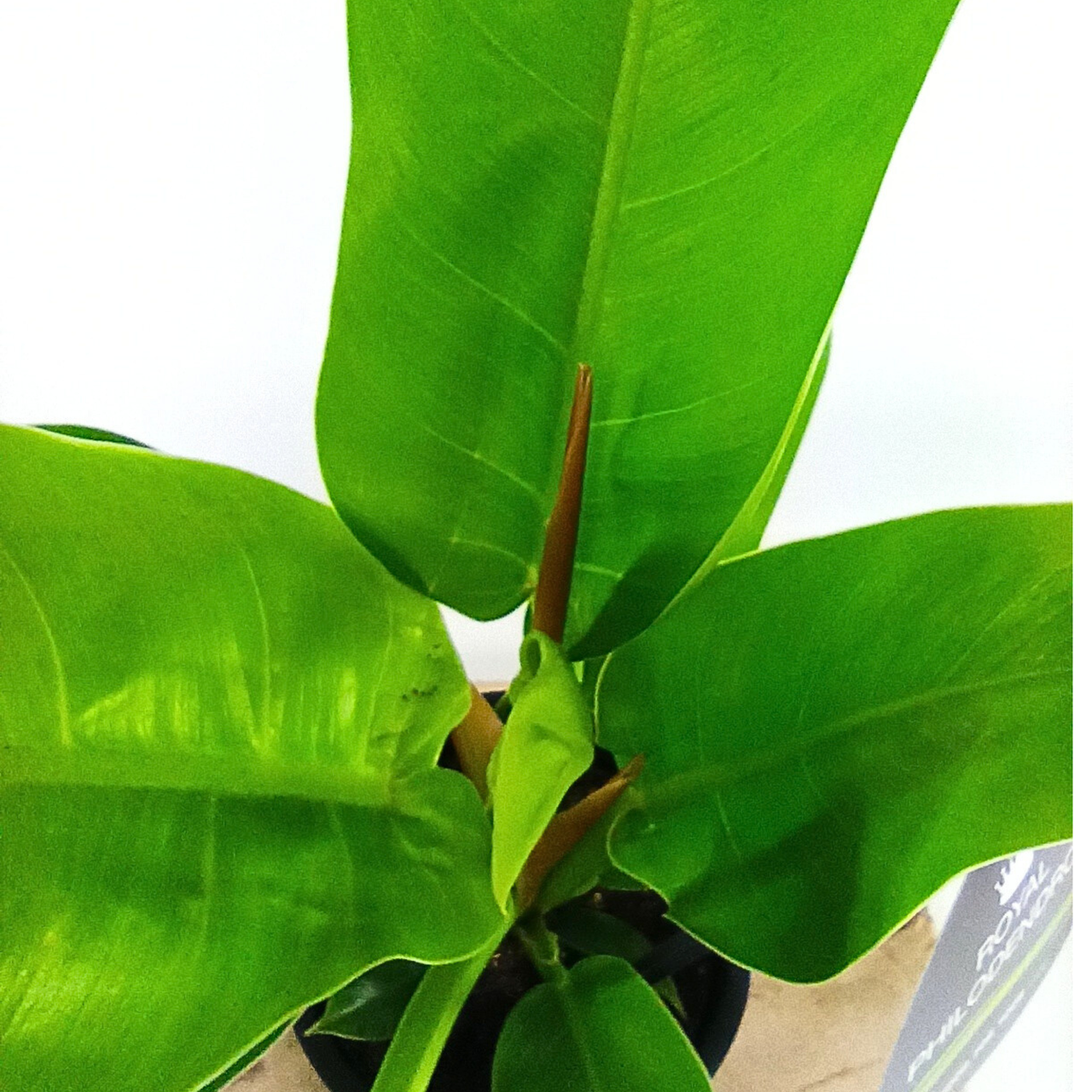 Philodendron Moonlight C1,2