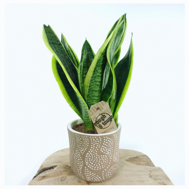 Sansewieria Futura Superba Sansevieria C1,2