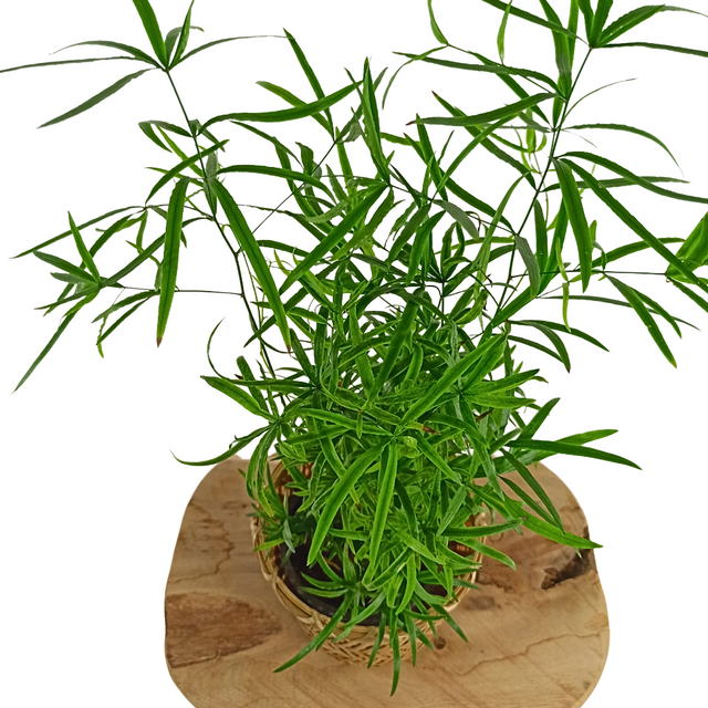 Asparagus Falcatus C1,2