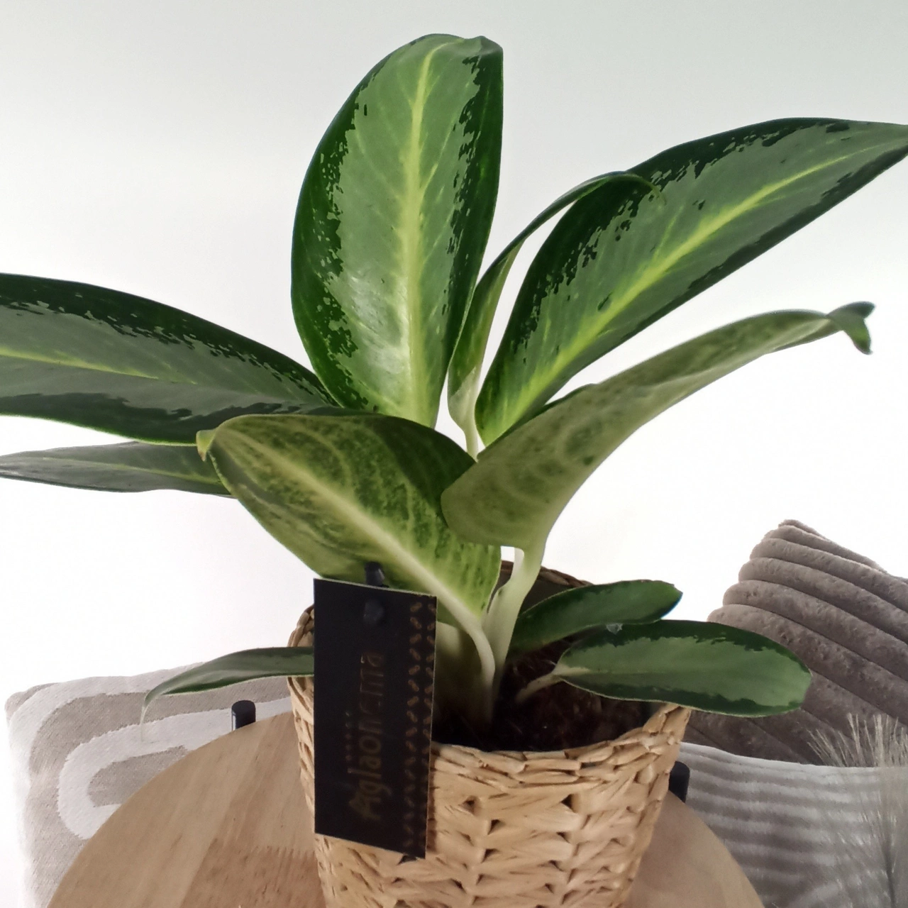Aglaonema Peach Pearl C1,2