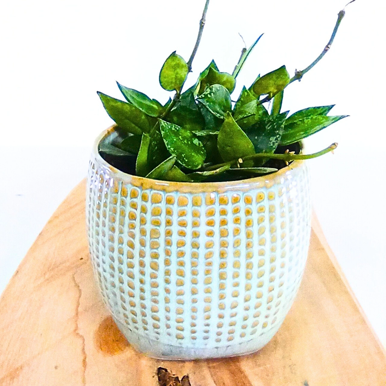 Hoya krohniana Splash C0,9