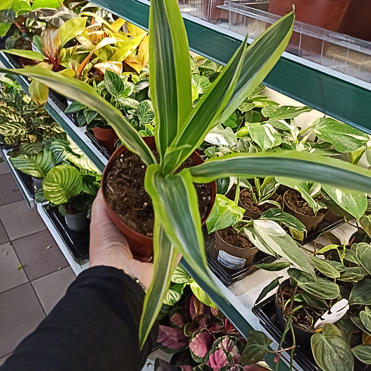 Dracaena Lemon Lime C1,2