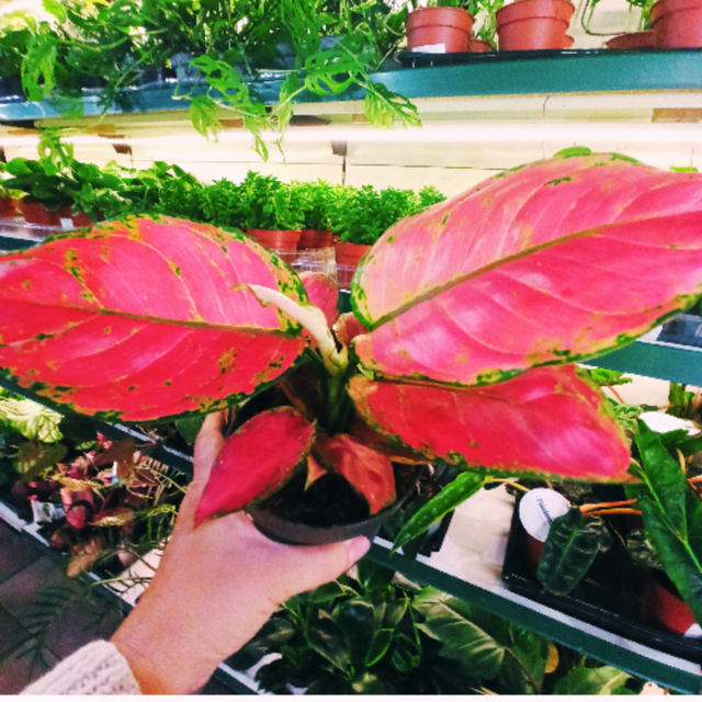 Aglaonema Red Joy C1,2