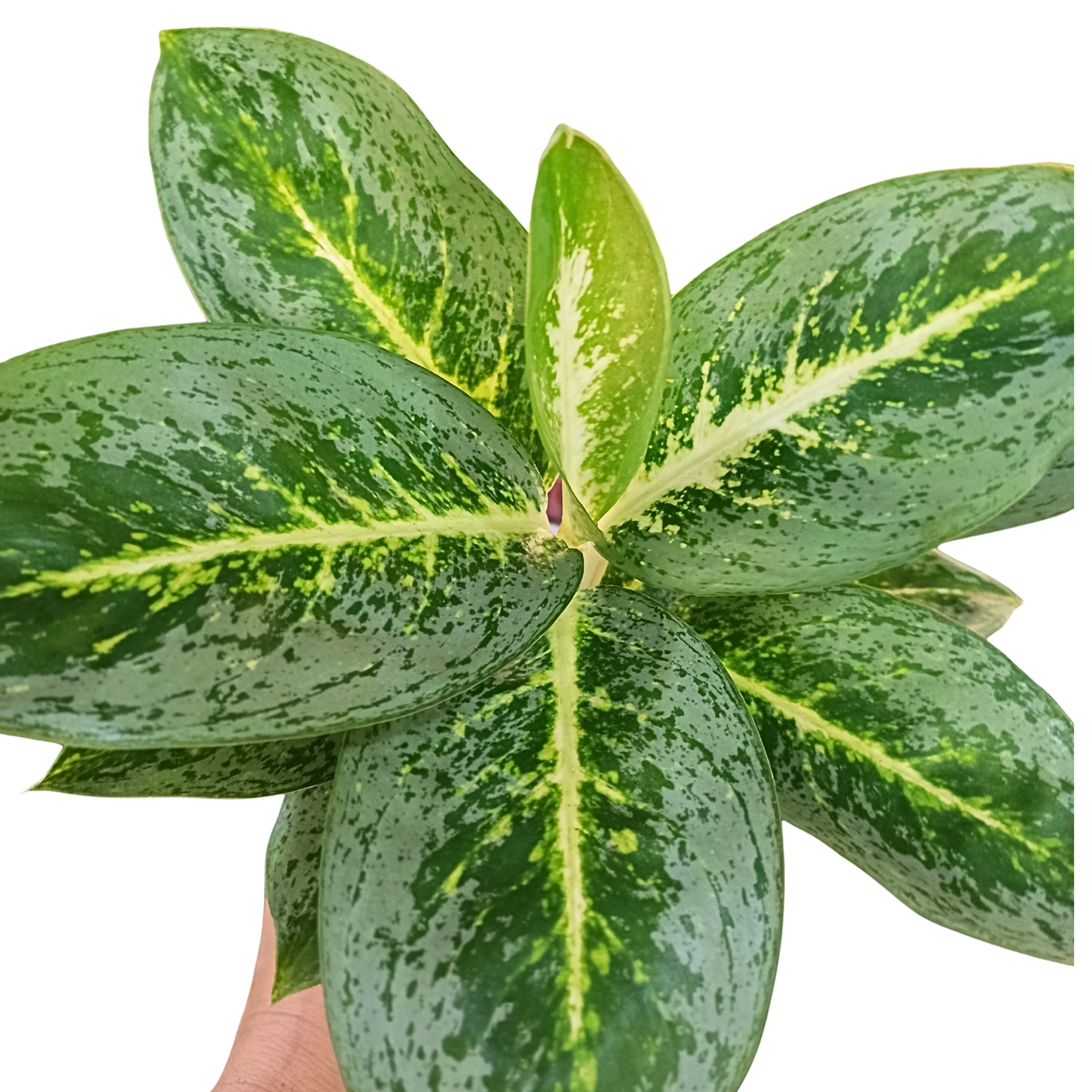 Aglaonema Lemon Mint C1,2
