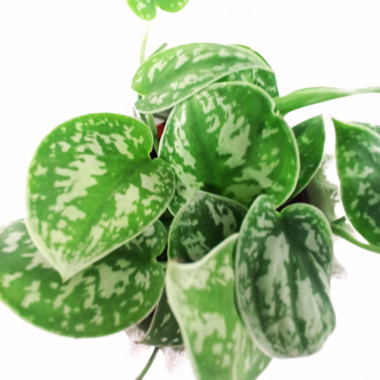 Scindapsus pictus Argyraeus C1,2