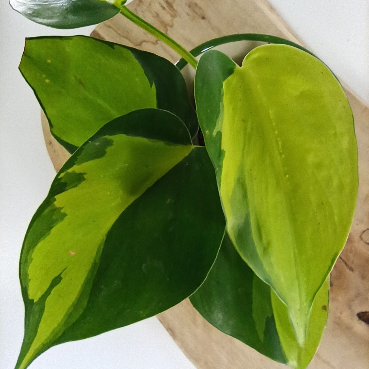 Filodendron Brasil Philodendron C0,6