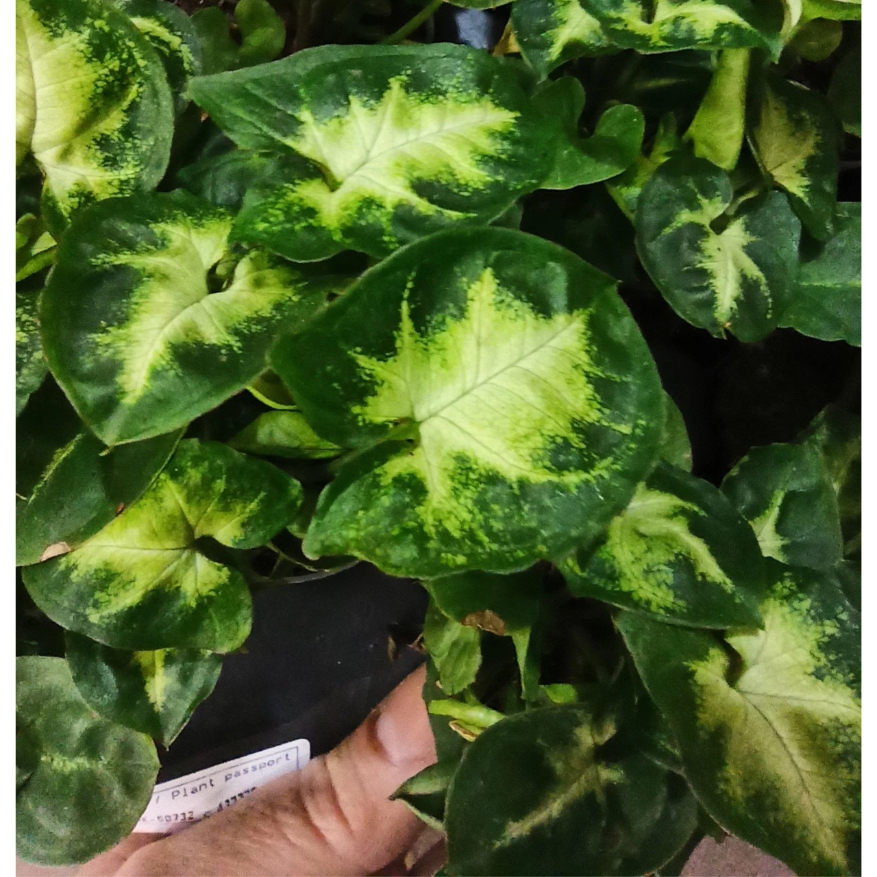 Syngonium Pixie C1,2