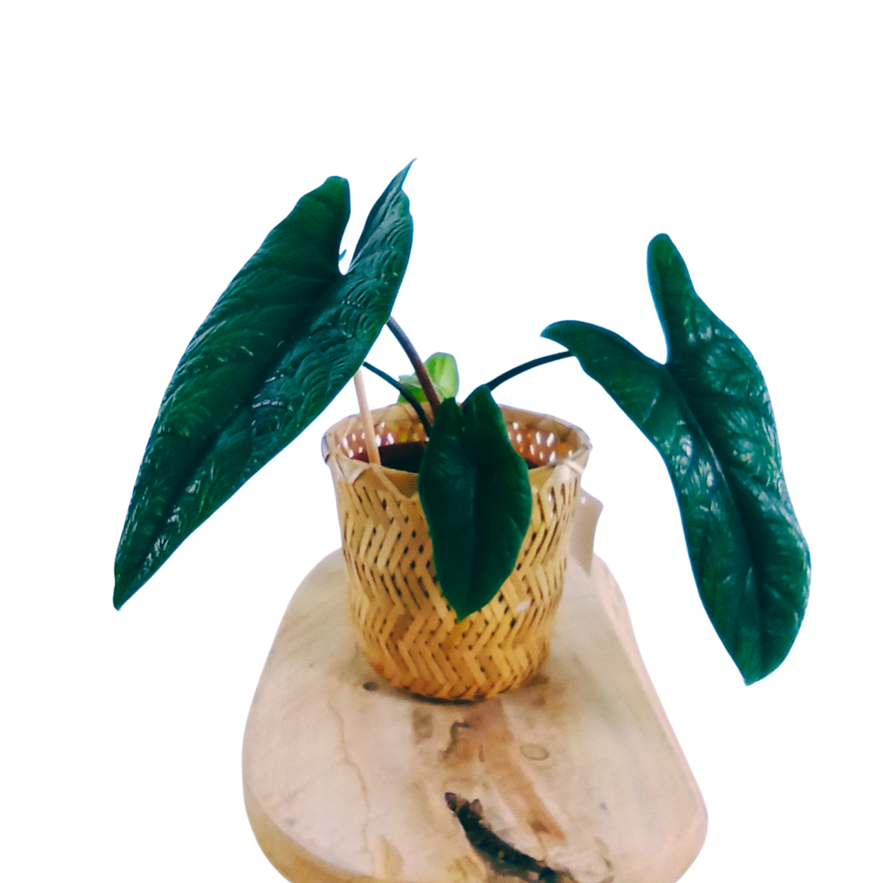 Alocasia Scalprum C1,2