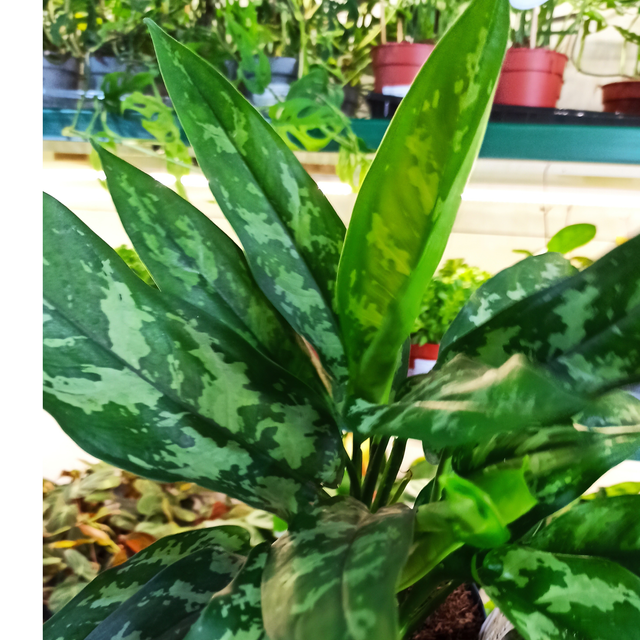 Aglaonema Maria C1,4
