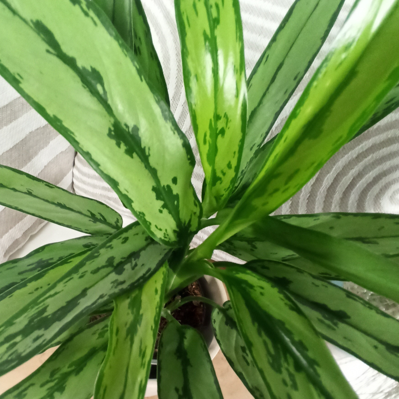 Aglaonema Cutlass C1,2