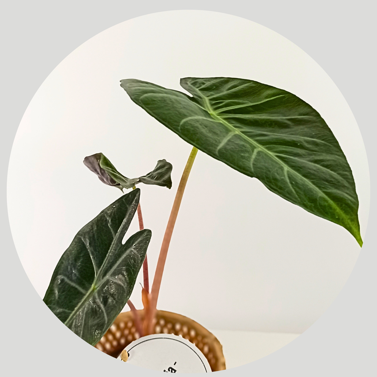 Alocasia Pink Dragon C1,2