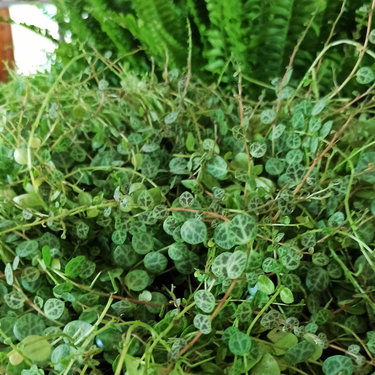 Peperomia prostrata C0,6