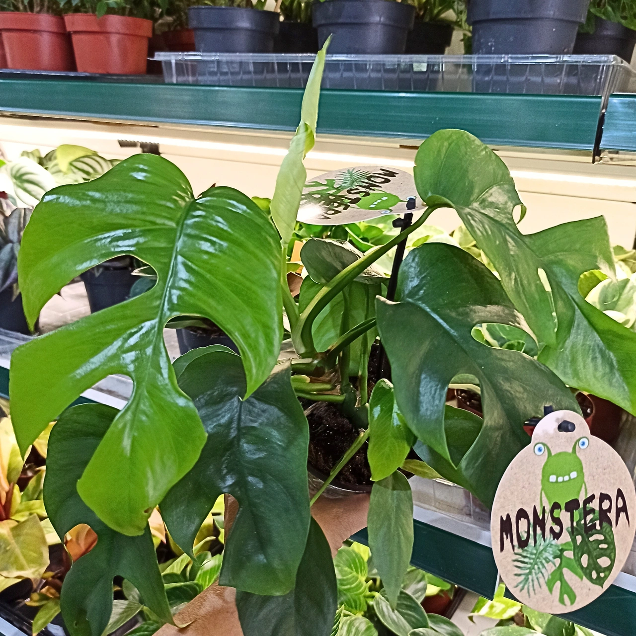 Monstera Minima C1,2