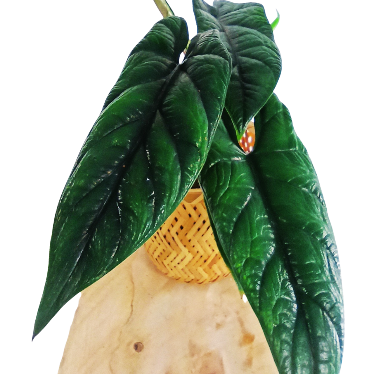 Alokazja Scalprum Alocasia C1,2