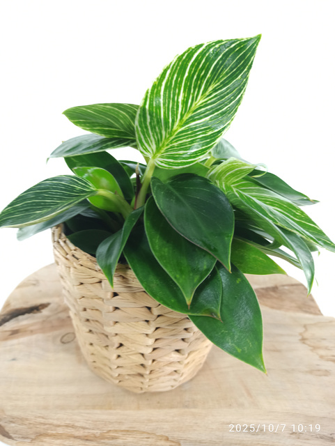 Filodendron Birkin Philodendron White Measure C1,2